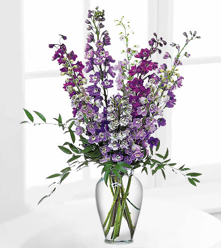 Delphinium